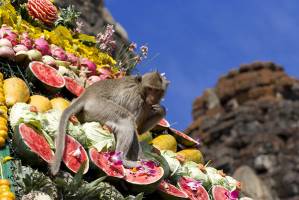 The Monkey Buffet Festival of Lopburi