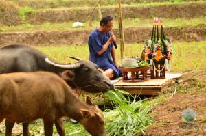 Buffalo Blessing Ceremony Tradition